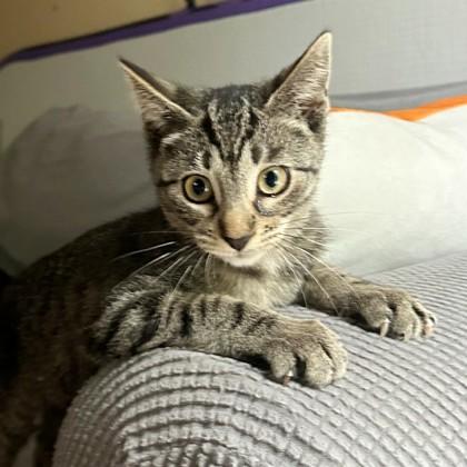 Jojo (Bashful Buddy), Adoptable, Kitten Female Domestic Short Hair & Domestic Short Hair.