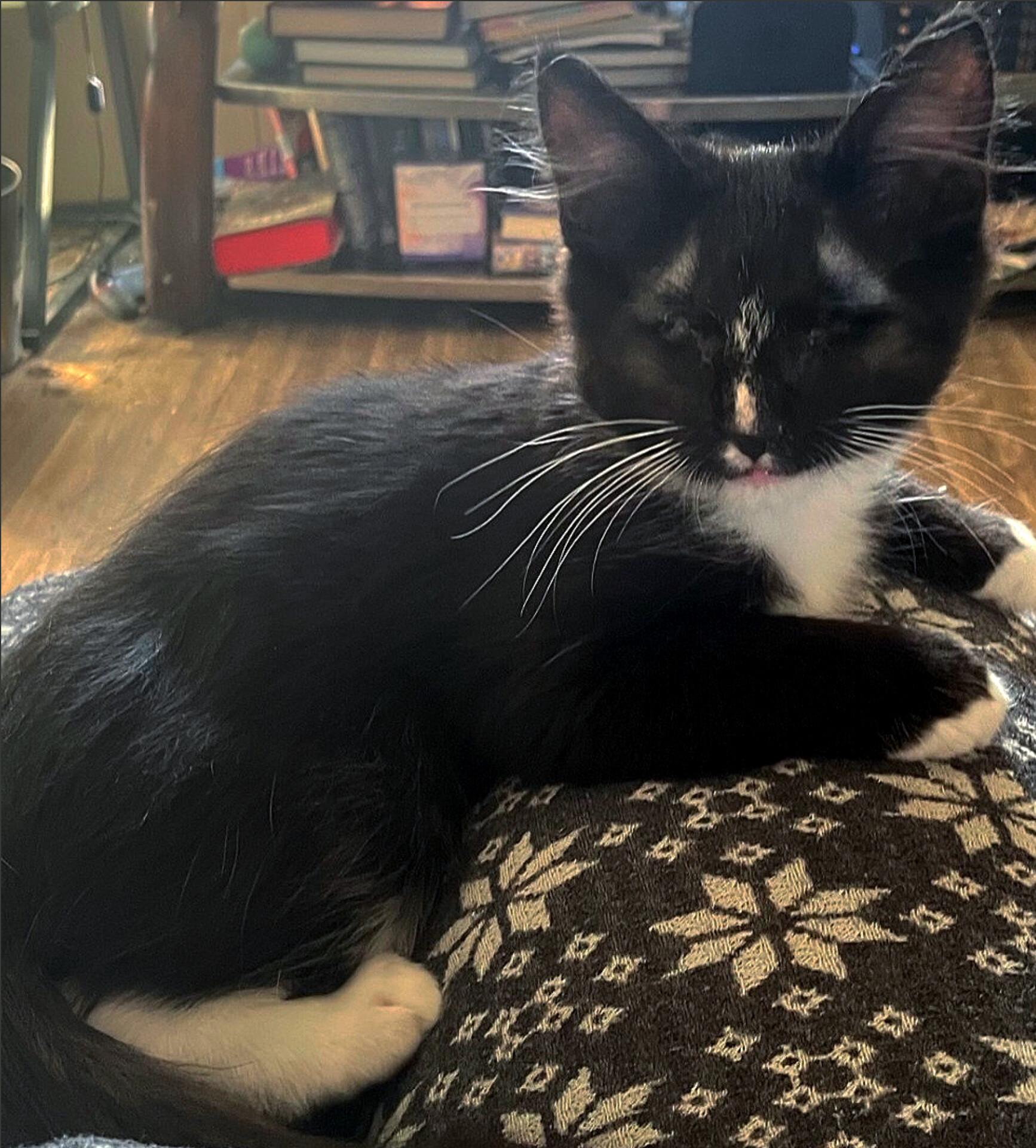 Journey, Adoptable, Young Male Domestic Long Hair.