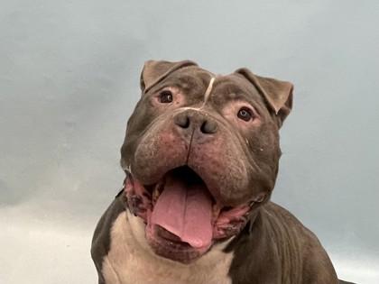 Enlarge Butterball, a Adoptable mixed breed in Golden Valley, MN image 1/2