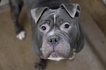 Enlarge Butterball, a Adoptable mixed breed in Golden Valley, MN image 2/2