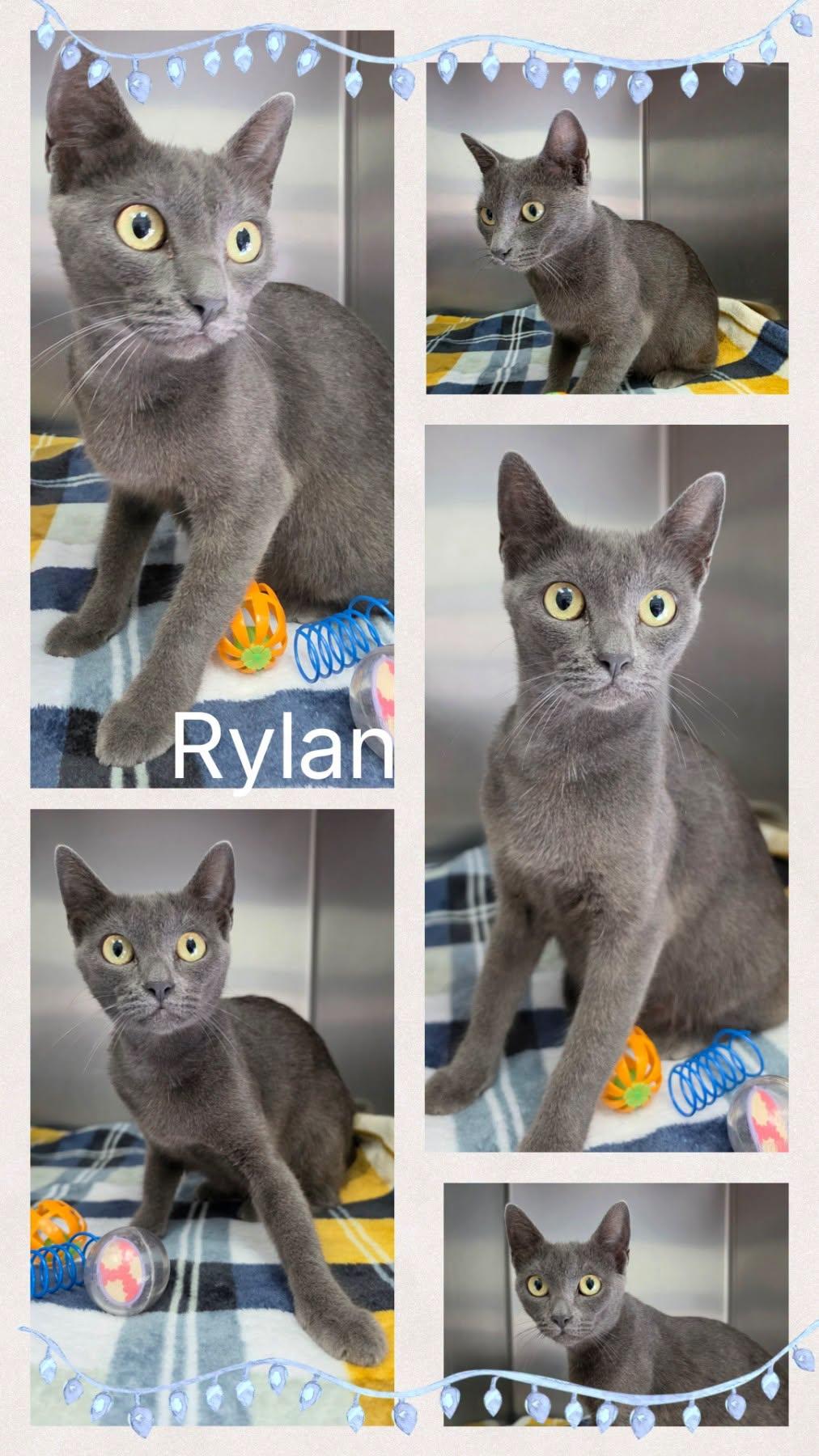 Rylan, ADOPTABLE, Adult Male Domestic Short Hair.