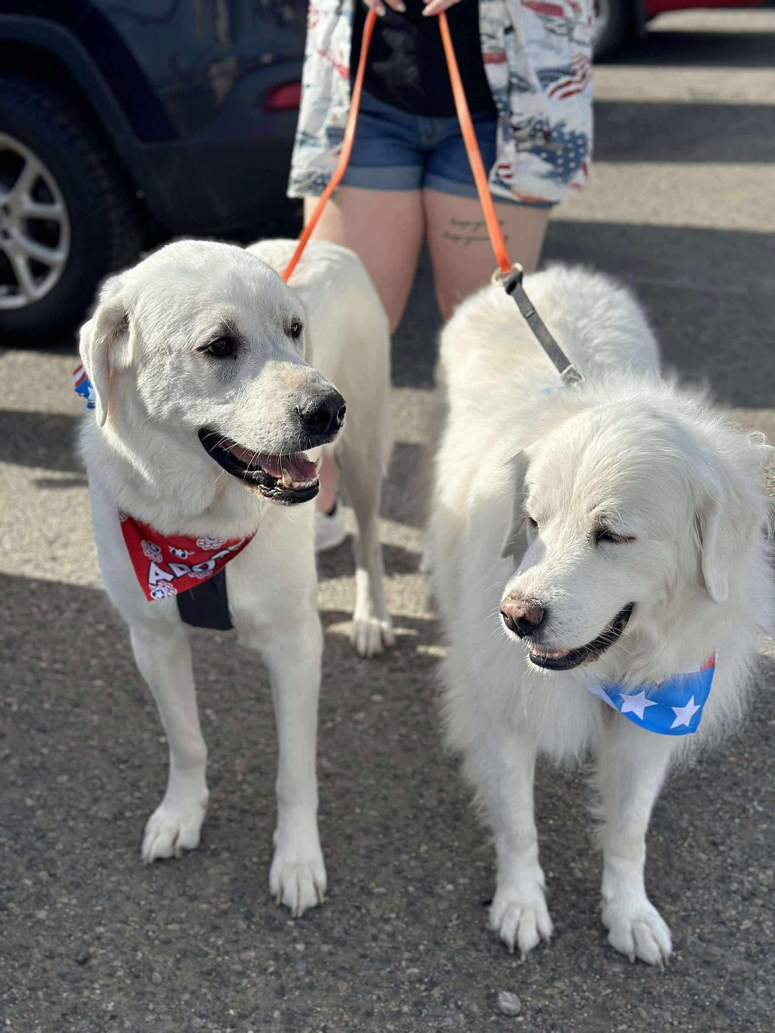 Zack, Adoptable, Adult Male Akbash.