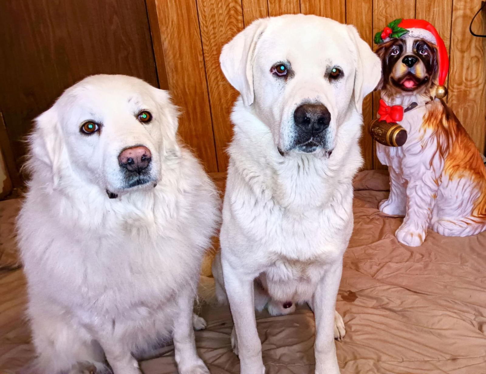 Zack, a Adoptable Akbash in Bountiful, UT image 2/3