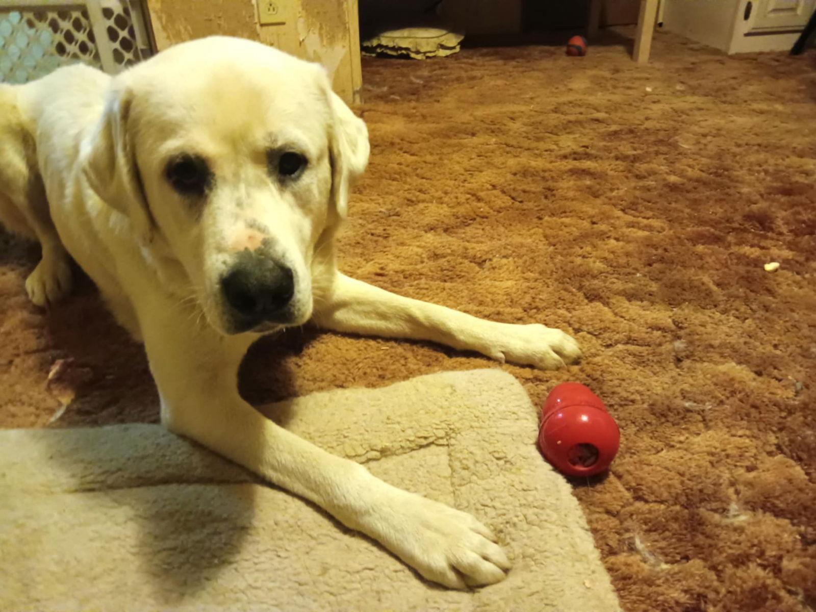 Zack, a Adoptable Akbash in Bountiful, UT image 3/3