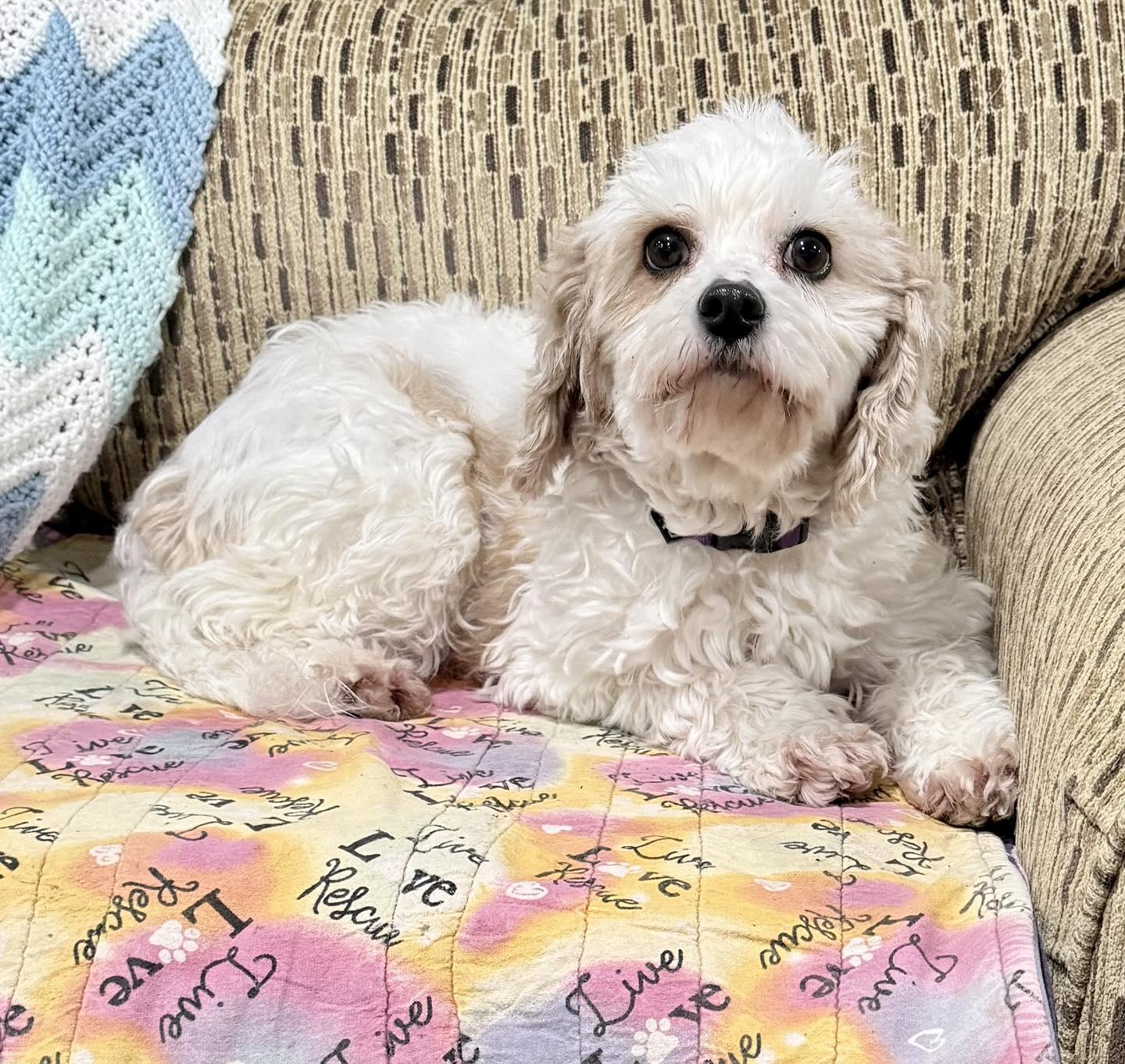 Enlarge Noelle, an adopted Cavapoo in Vermilion, OH image 3/5