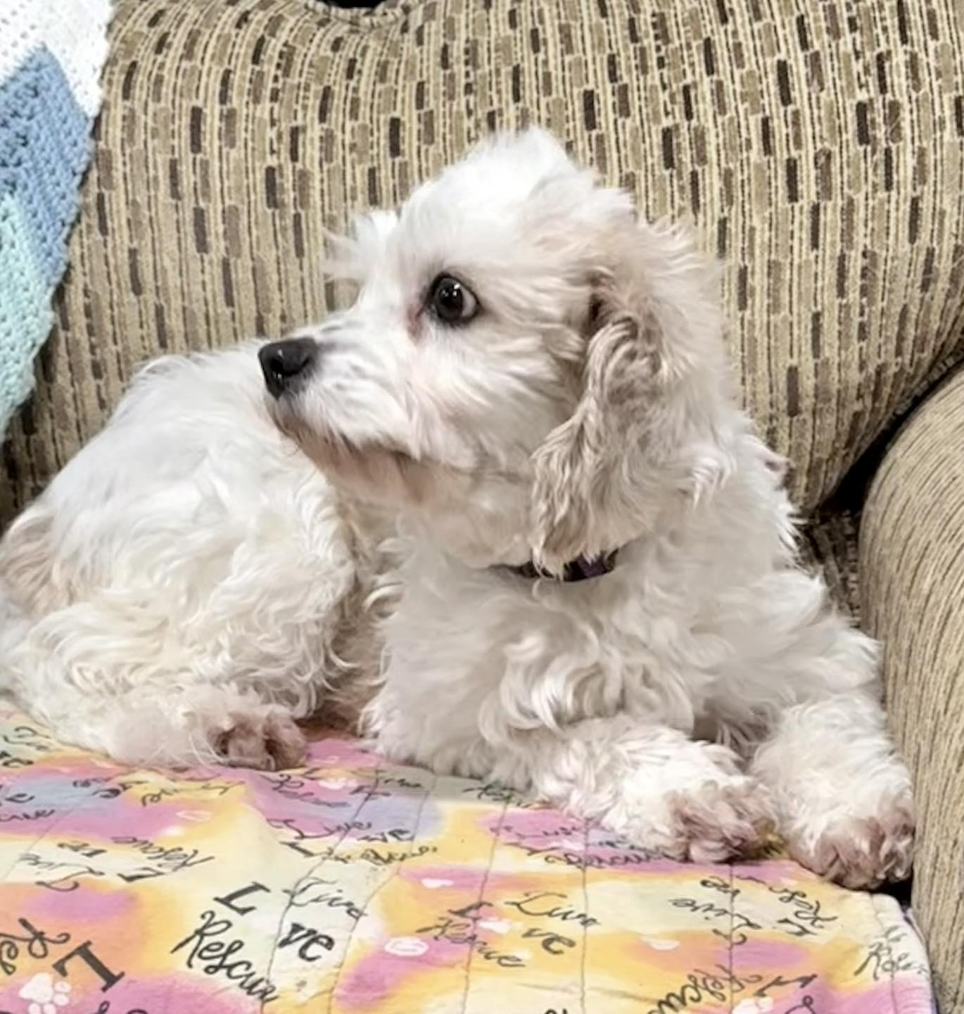 Enlarge Noelle, an adopted Cavapoo in Vermilion, OH image 4/5