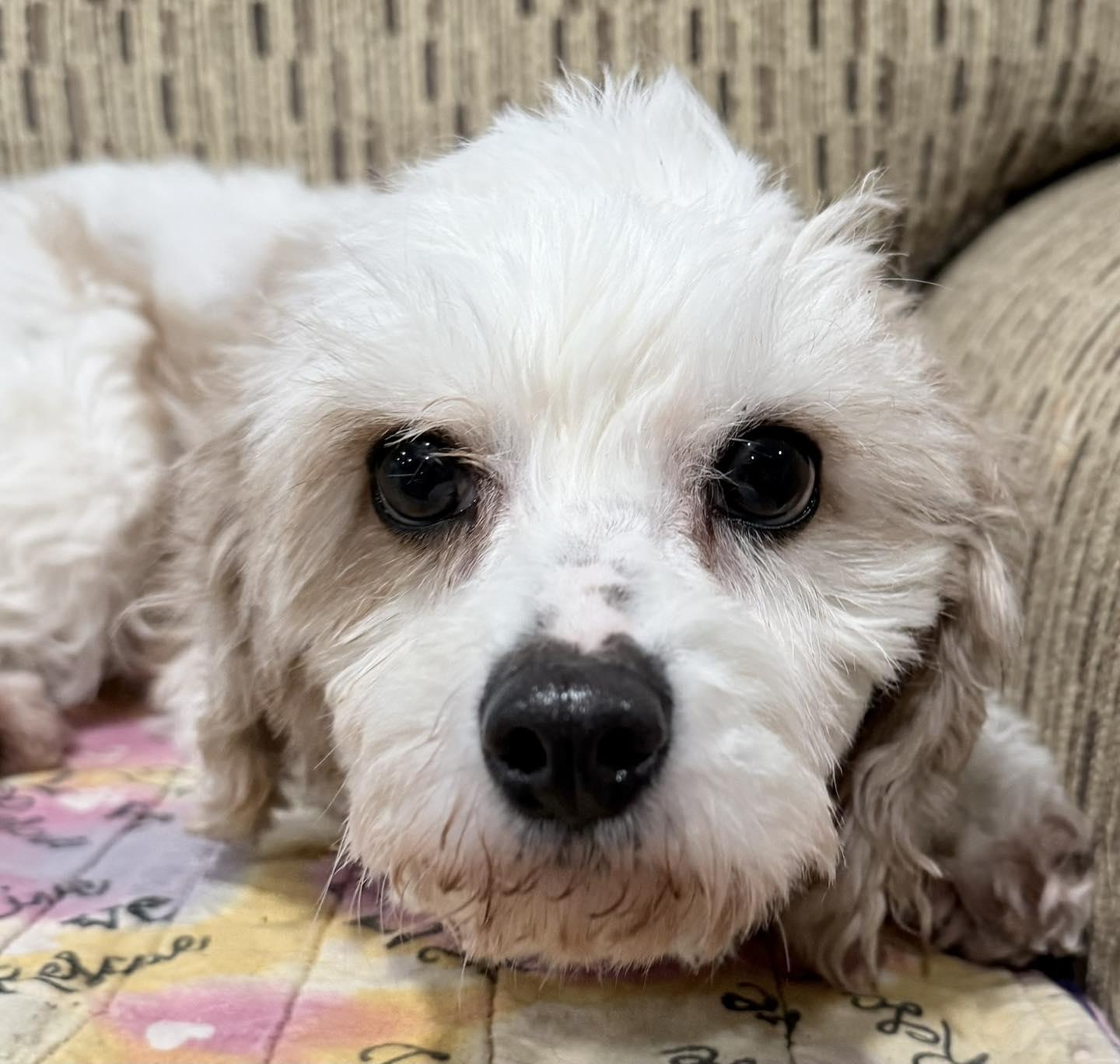 Enlarge Noelle, an adopted Cavapoo in Vermilion, OH image 2/5