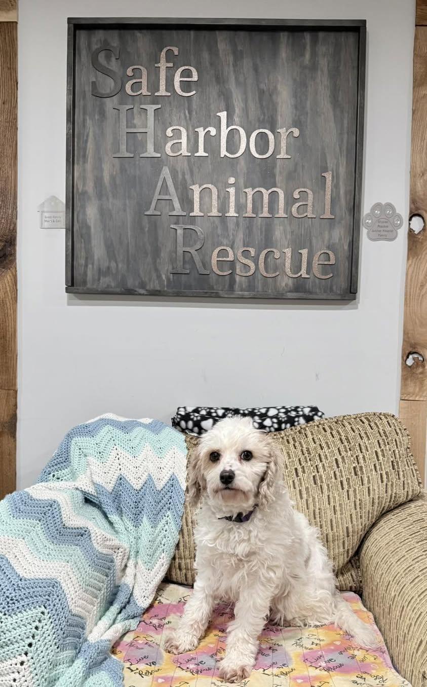 Noelle, adopted, Adult Female Cavapoo.