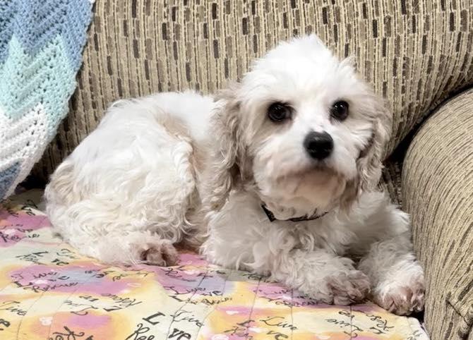 Enlarge Noelle, an adopted Cavapoo in Vermilion, OH image 5/5