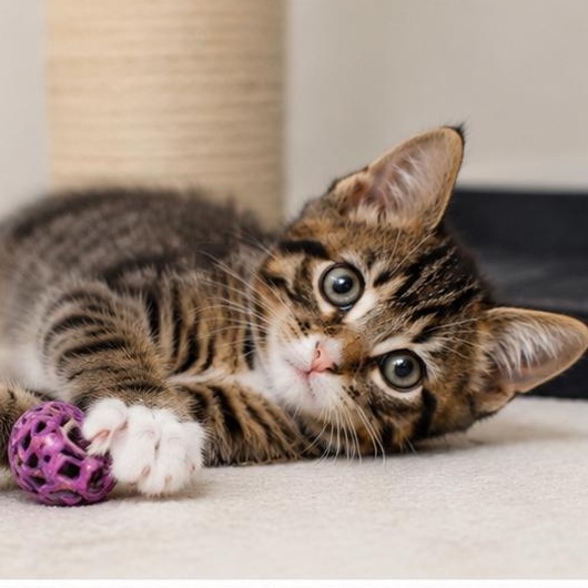 Enlarge Sage, an adopted Domestic Short Hair in Chandler, AZ image 3/4