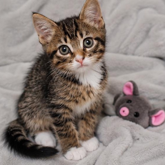 Enlarge Sage, an adopted Domestic Short Hair in Chandler, AZ image 4/4