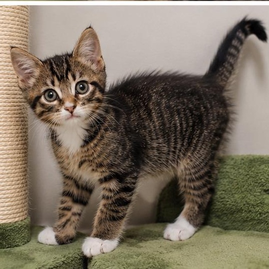Enlarge Sage, an adopted Domestic Short Hair in Chandler, AZ image 2/4