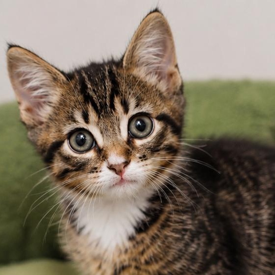 Enlarge Sage, an adopted Domestic Short Hair in Chandler, AZ image 1/4