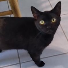 Fern, Adoptable, Young Female Domestic Short Hair.