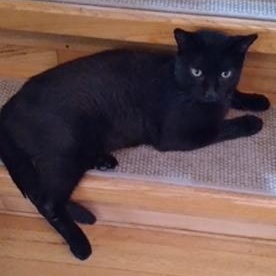 Enlarge Fern, a Adoptable Domestic Short Hair in Pickering, ON image 2/3