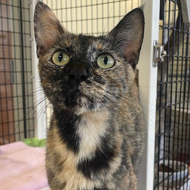 Hayeena, Adopted, Adult Female Domestic Short Hair.