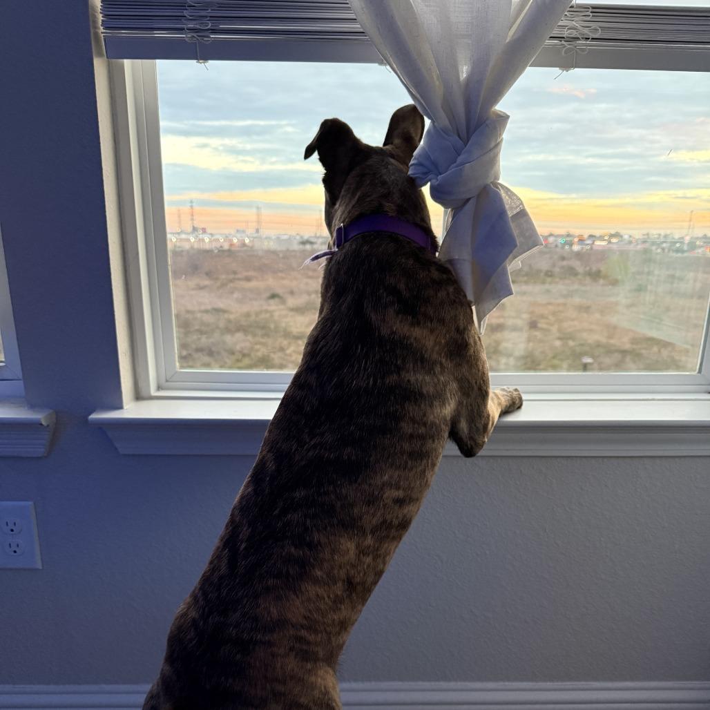 Twix, Adoptable, Adult Female Dutch Shepherd & Mixed Breed.