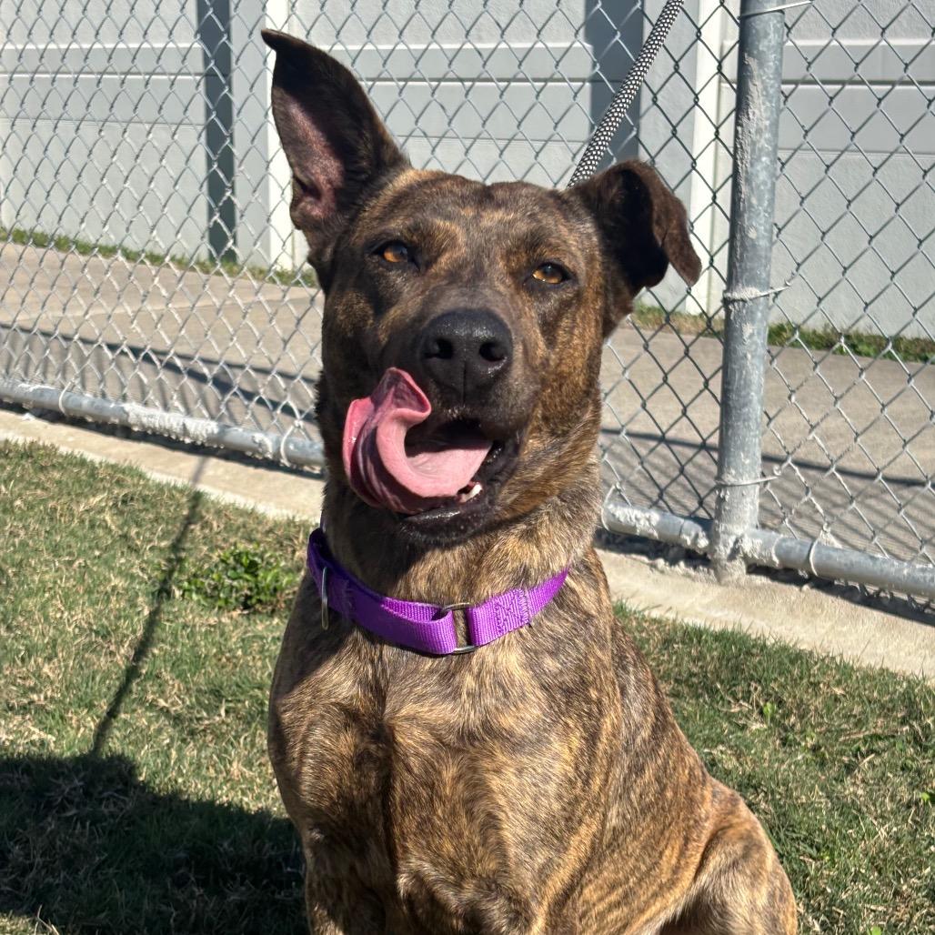 Twix, a Adoptable mixed breed in League City, TX image 2/6