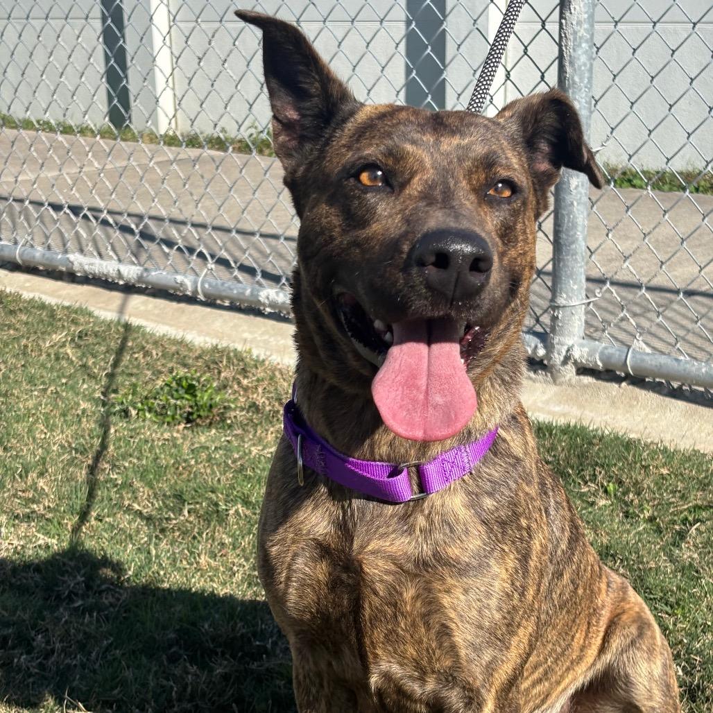 Twix, a Adoptable mixed breed in League City, TX image 3/6
