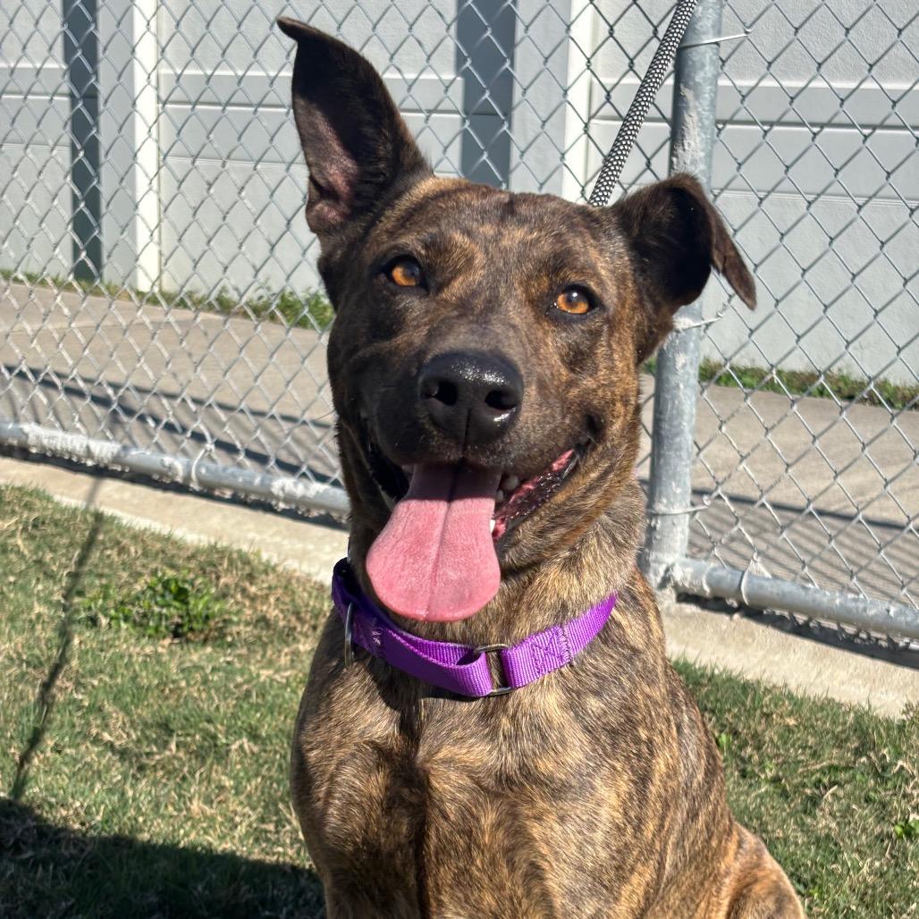 Twix, a Adoptable mixed breed in League City, TX image 4/6