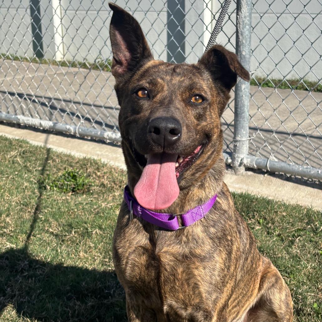 Twix, a Adoptable mixed breed in League City, TX image 6/6