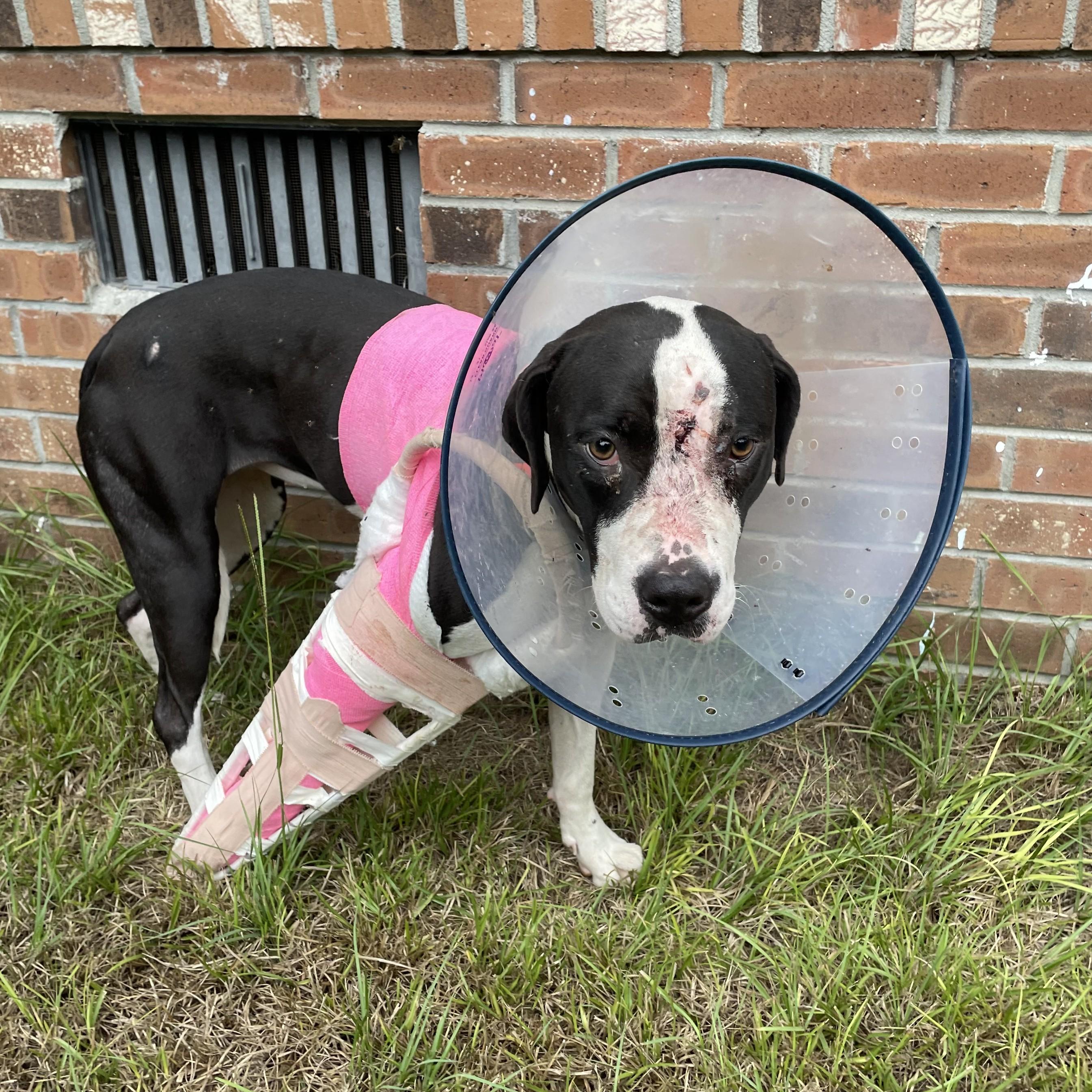 Laney — thumbnail 2