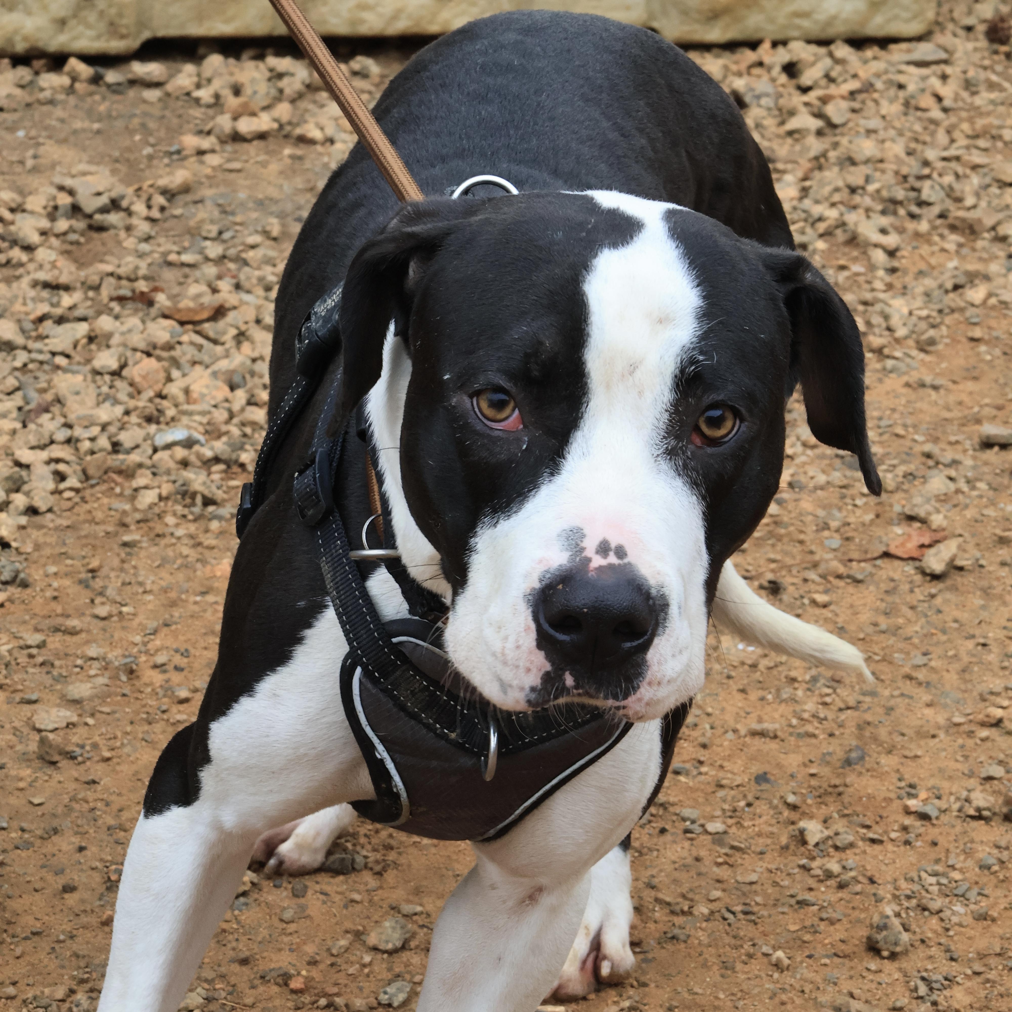 Laney — thumbnail 3