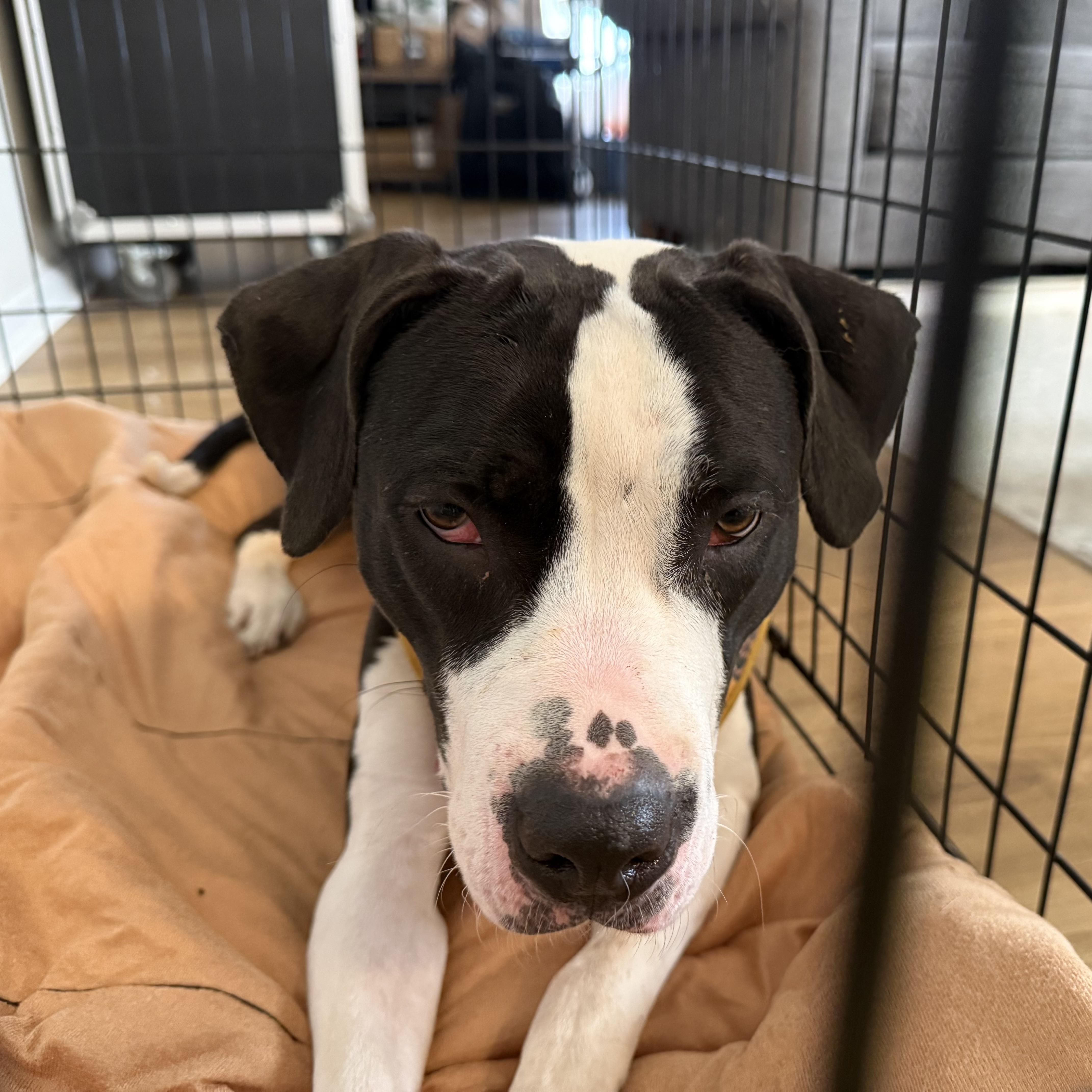 Laney — thumbnail 5