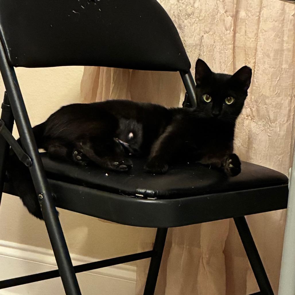 Jane, Adoptable, Young Female Domestic Short Hair.