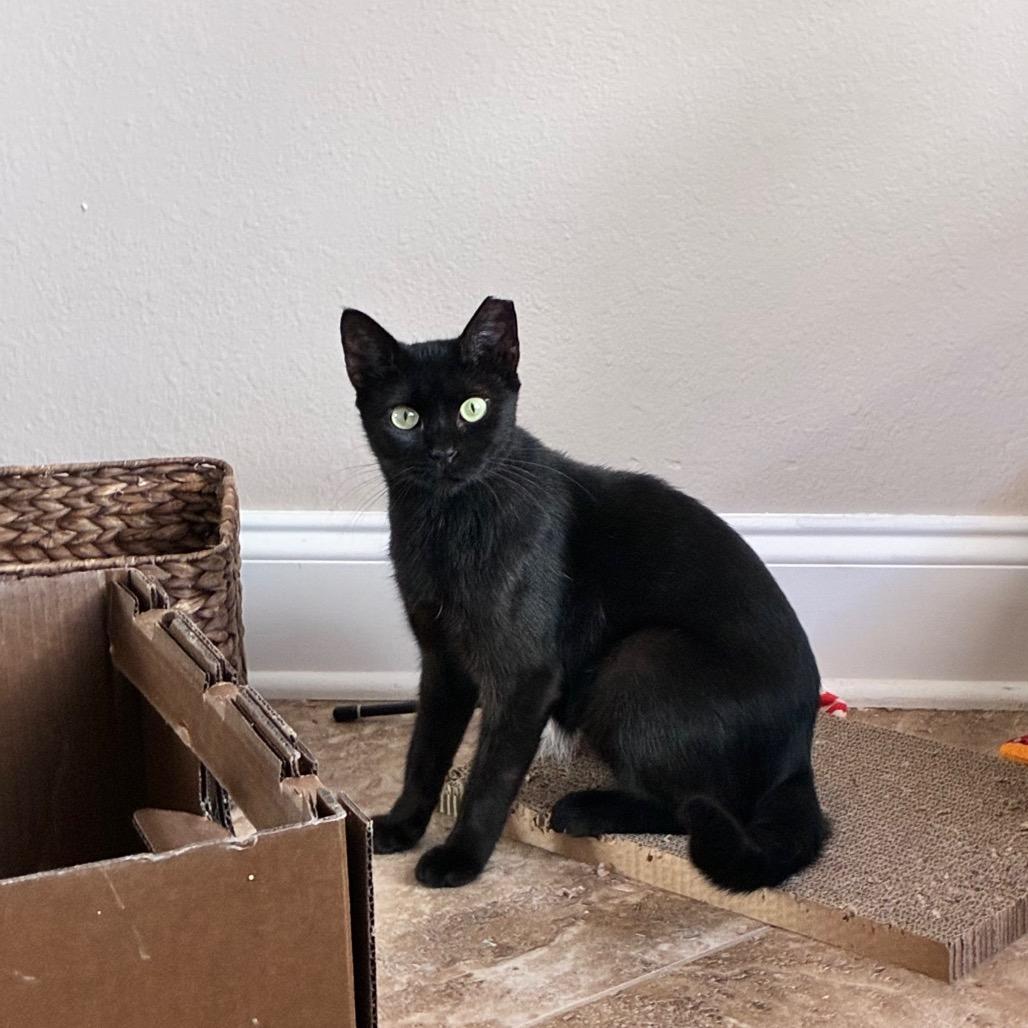 Enlarge Jane, a Adoptable Domestic Short Hair in Folsom, LA image 2/3