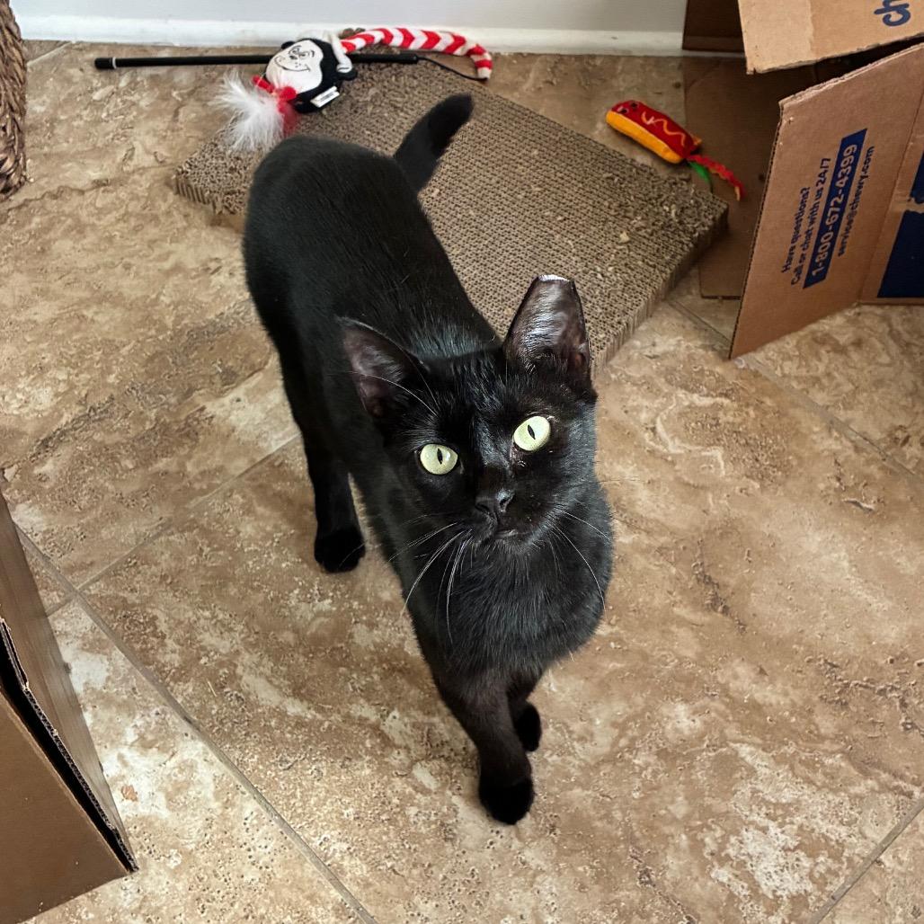 Enlarge Jane, a Adoptable Domestic Short Hair in Folsom, LA image 3/3