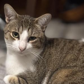 Enlarge Julian, a Adoptable mixed breed in Champaign, IL image 1/6
