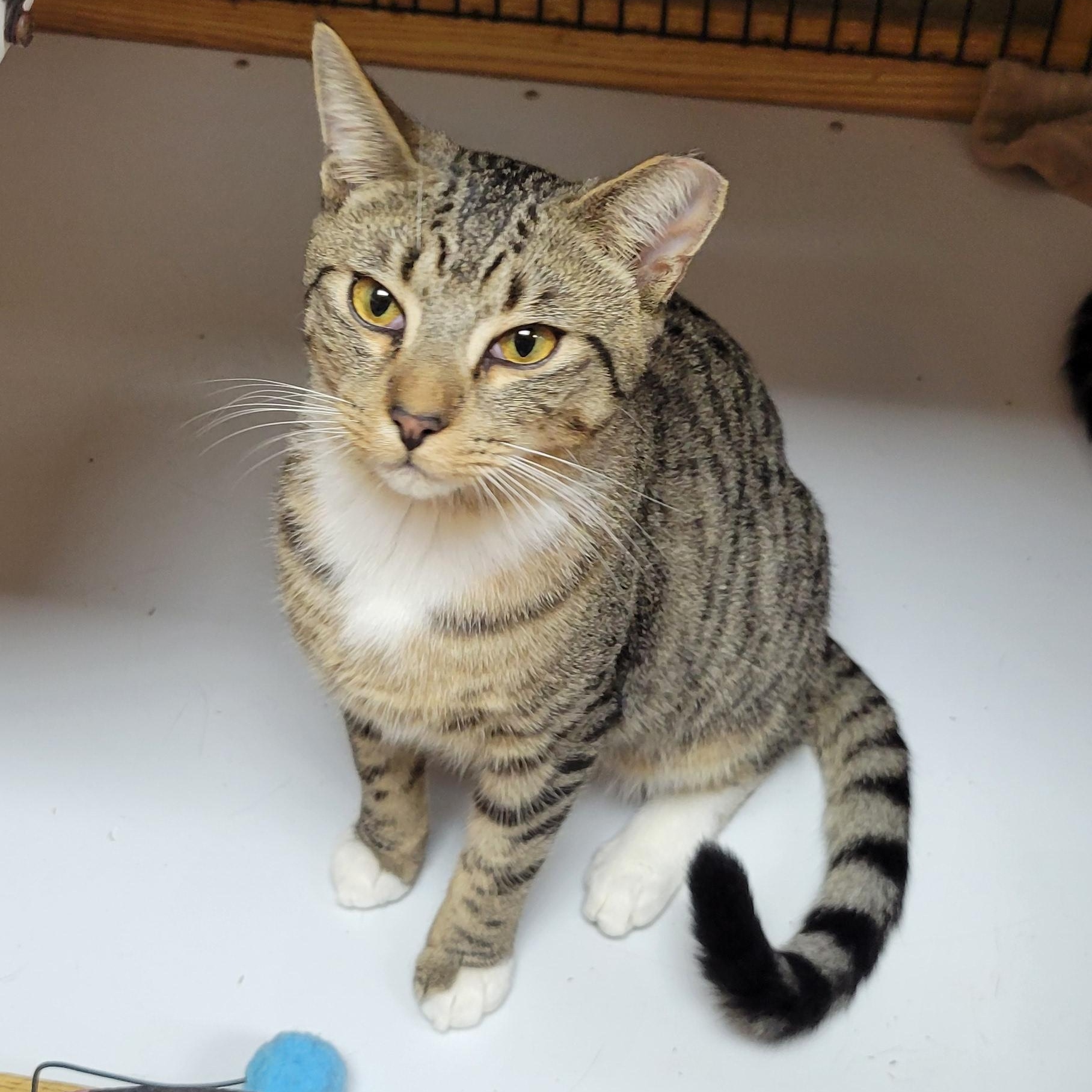 Enlarge Billy, a Adopted mixed breed in Coventry, CT image 1/4