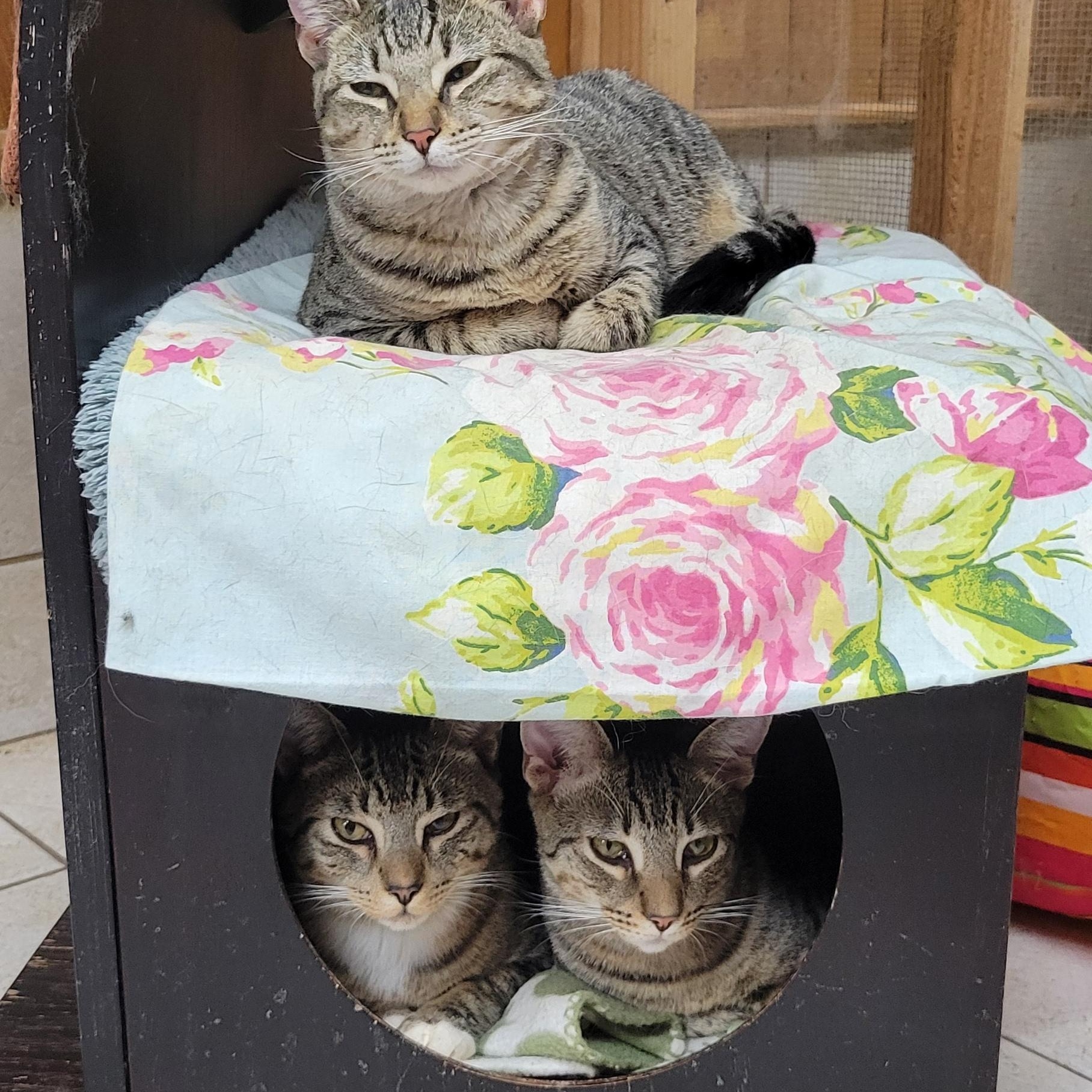 Enlarge Billy, a Adopted mixed breed in Coventry, CT image 2/4