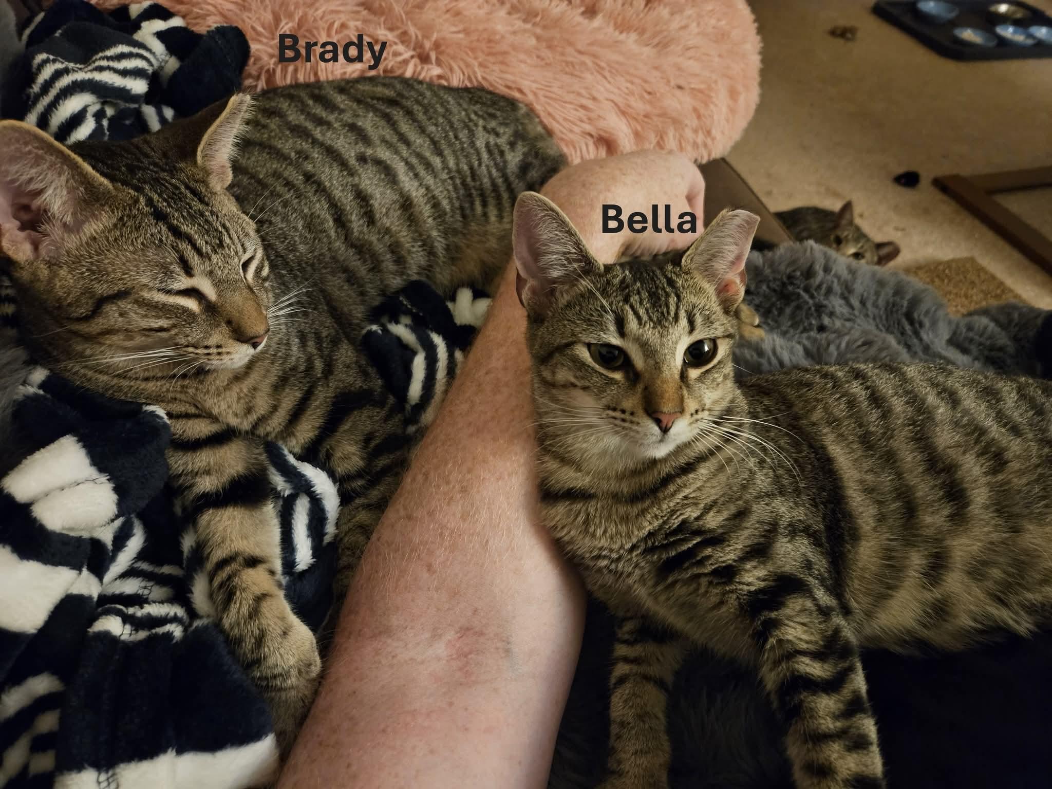 Enlarge Billy, a Adopted mixed breed in Coventry, CT image 4/4