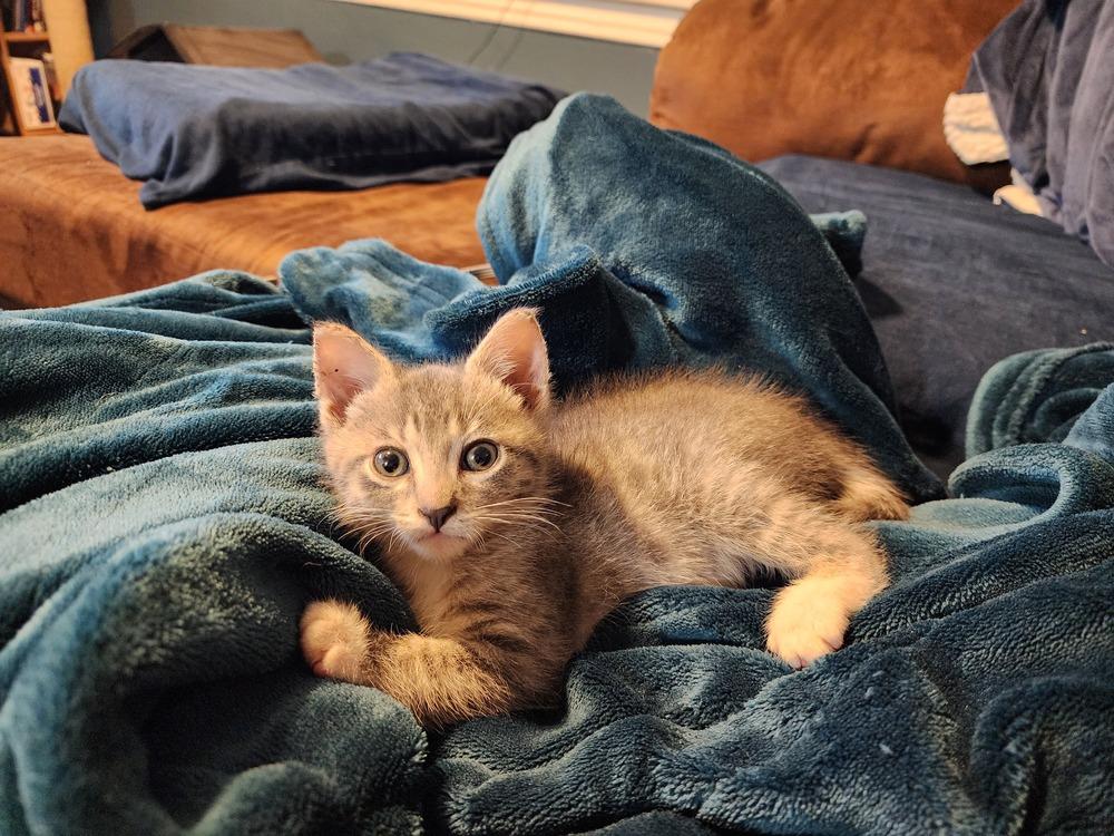 Gerbil (Dimitri), Adoptable, Kitten Male Tabby.