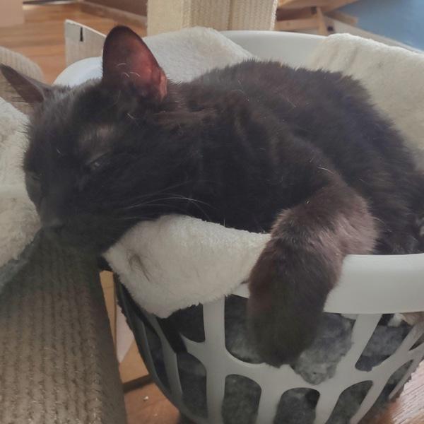 Bear, Adoptable, Senior Male Domestic Short Hair.