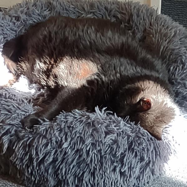 Enlarge Bear, a Adoptable mixed breed in Des Moines, IA image 1/6