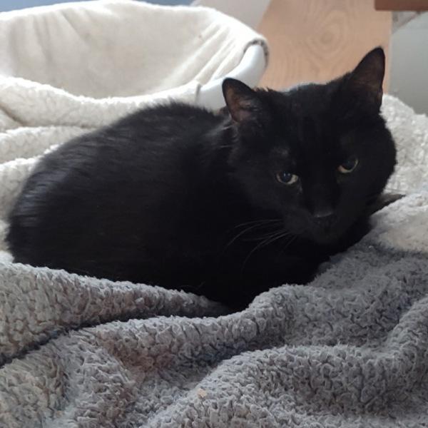 Enlarge Bear, a Adoptable mixed breed in Des Moines, IA image 3/6