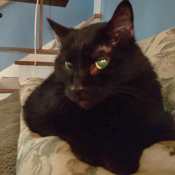 Enlarge Bear, a Adoptable mixed breed in Des Moines, IA image 2/6