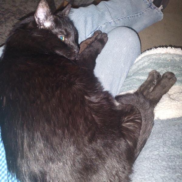 Enlarge Bear, a Adoptable mixed breed in Des Moines, IA image 3/6