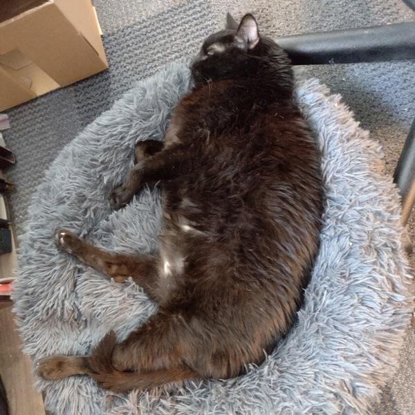 Enlarge Bear, a Adoptable mixed breed in Des Moines, IA image 5/6