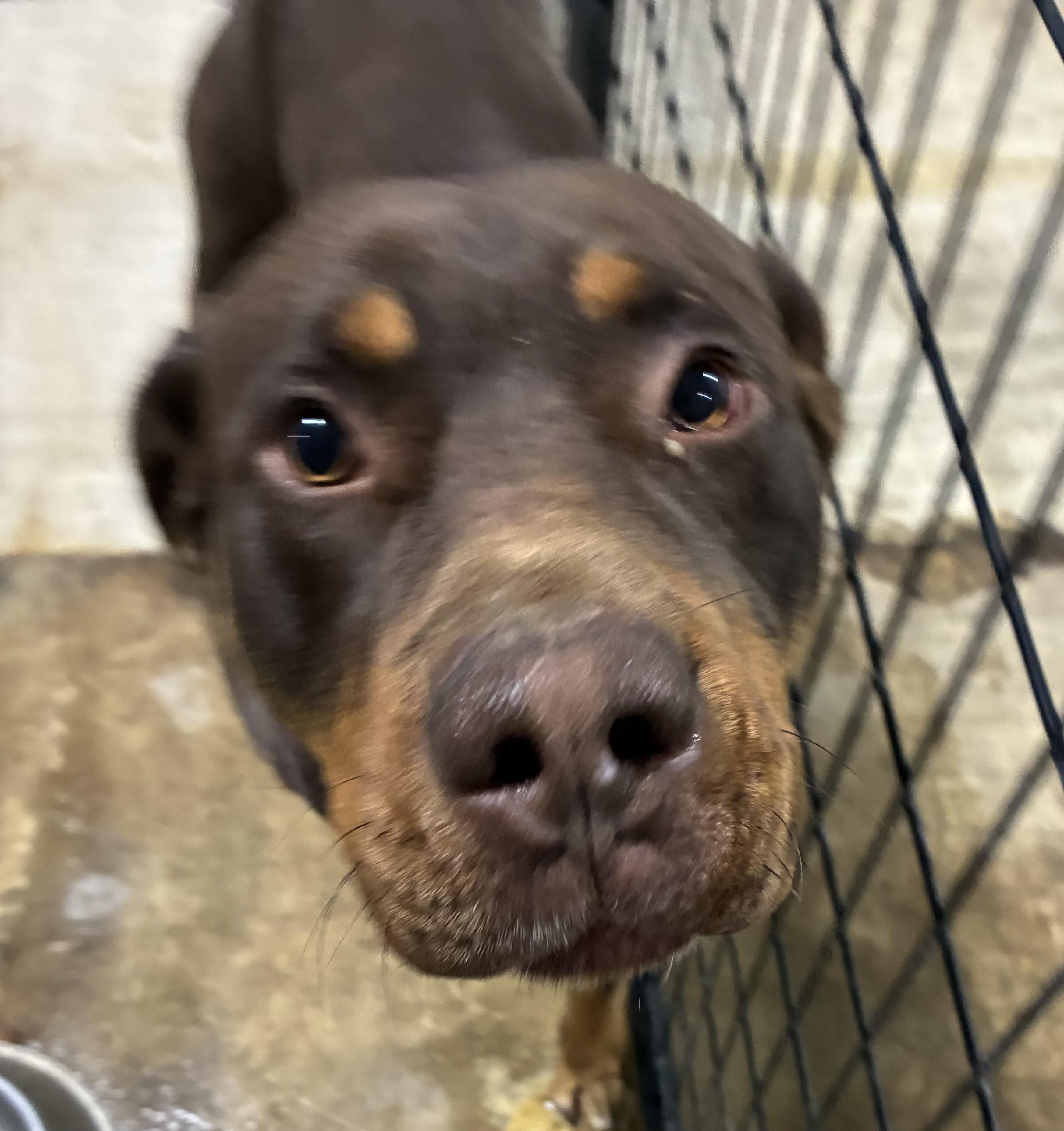 Randy  Pull Fee thumbnail 3