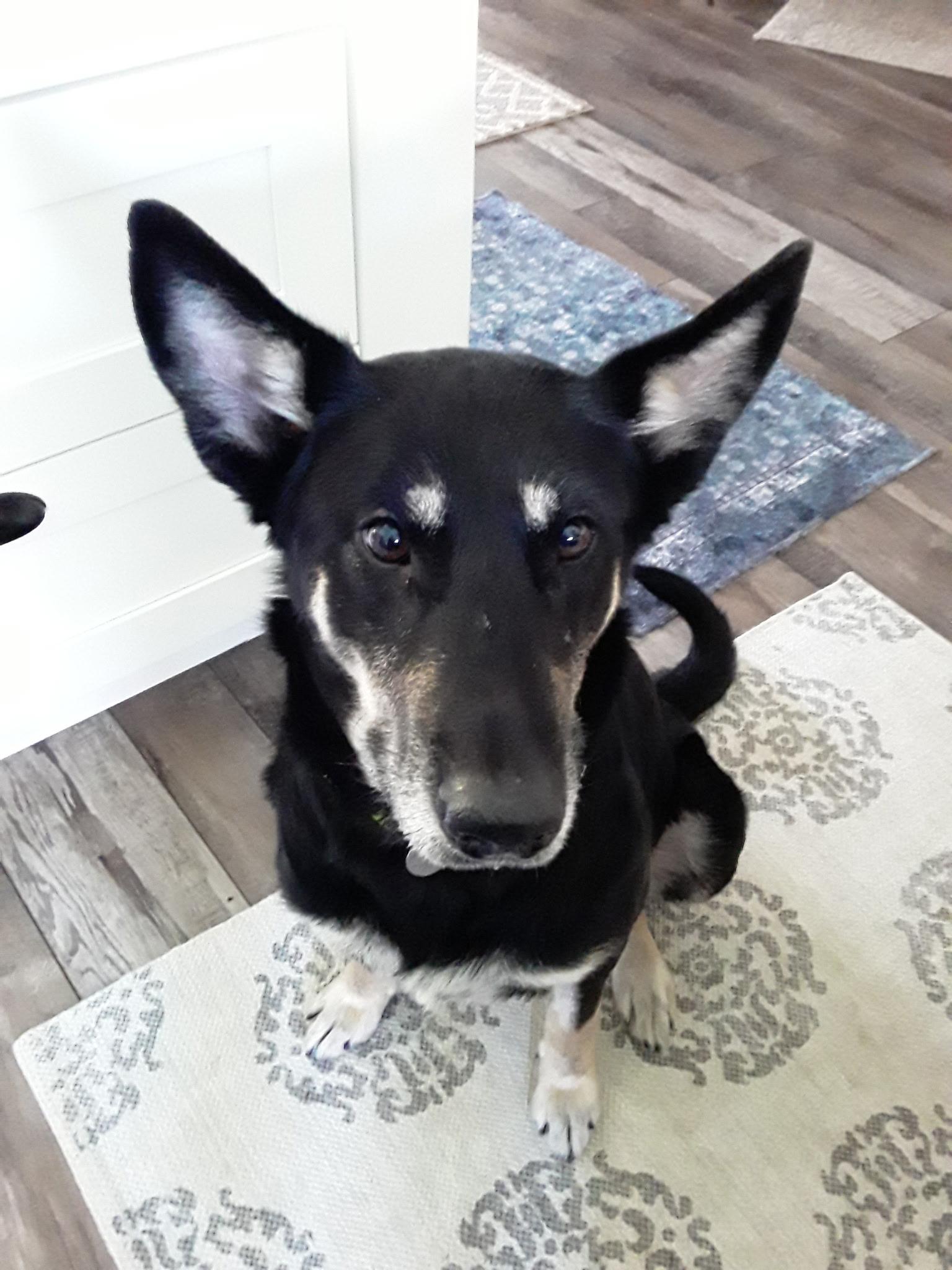 Darcy, an adoptable German Shepherd Dog in Huntley, IL image 1/6