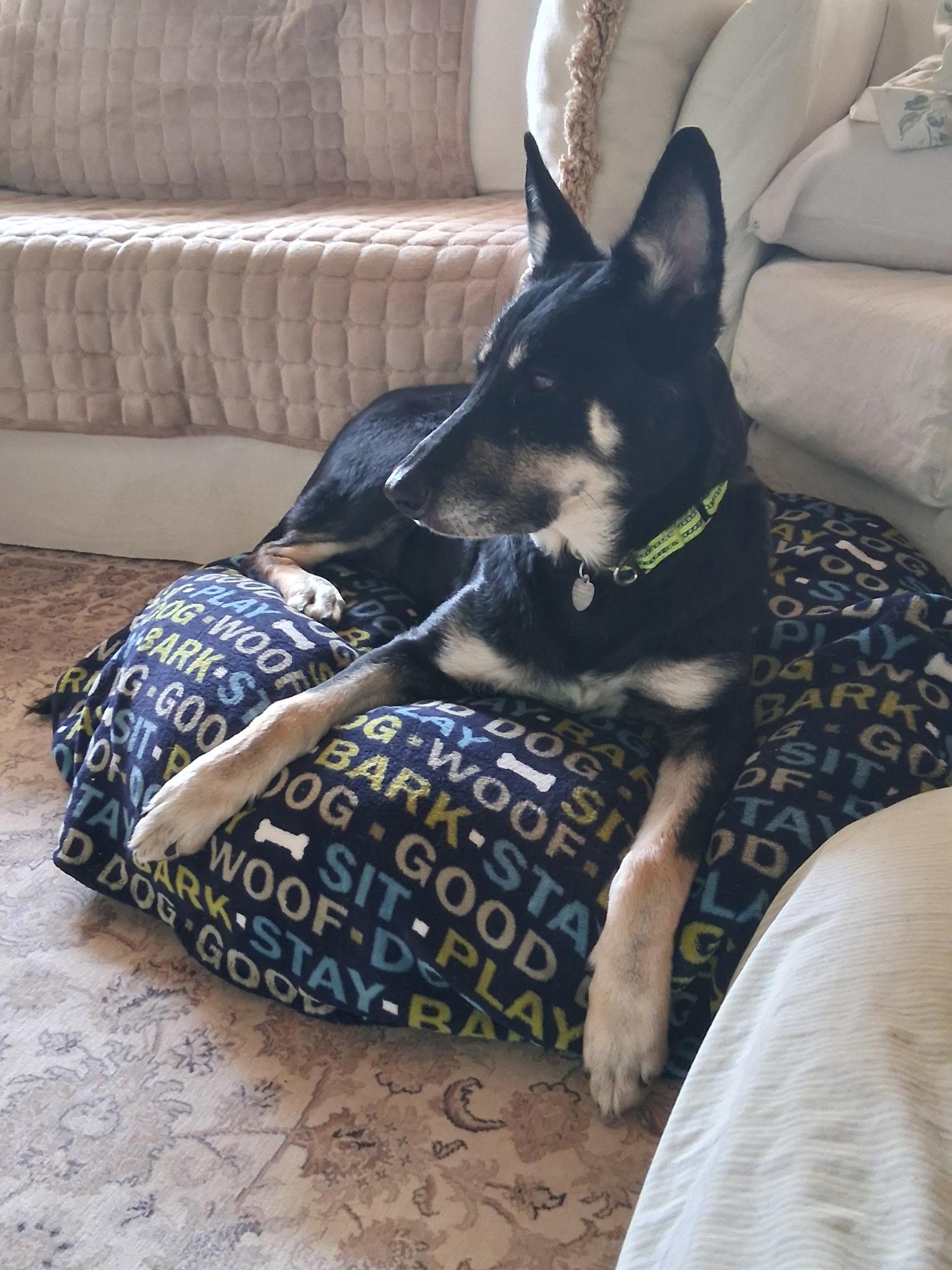 Darcy, an adoptable German Shepherd Dog in Huntley, IL image 4/6