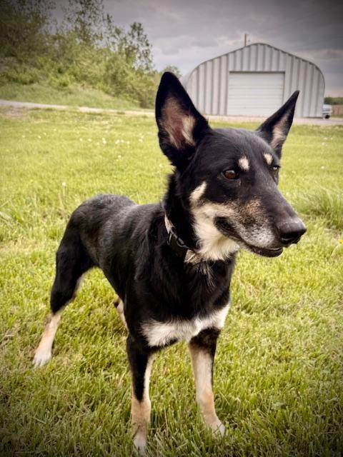 Darcy, an adoptable German Shepherd Dog in Huntley, IL image 2/6