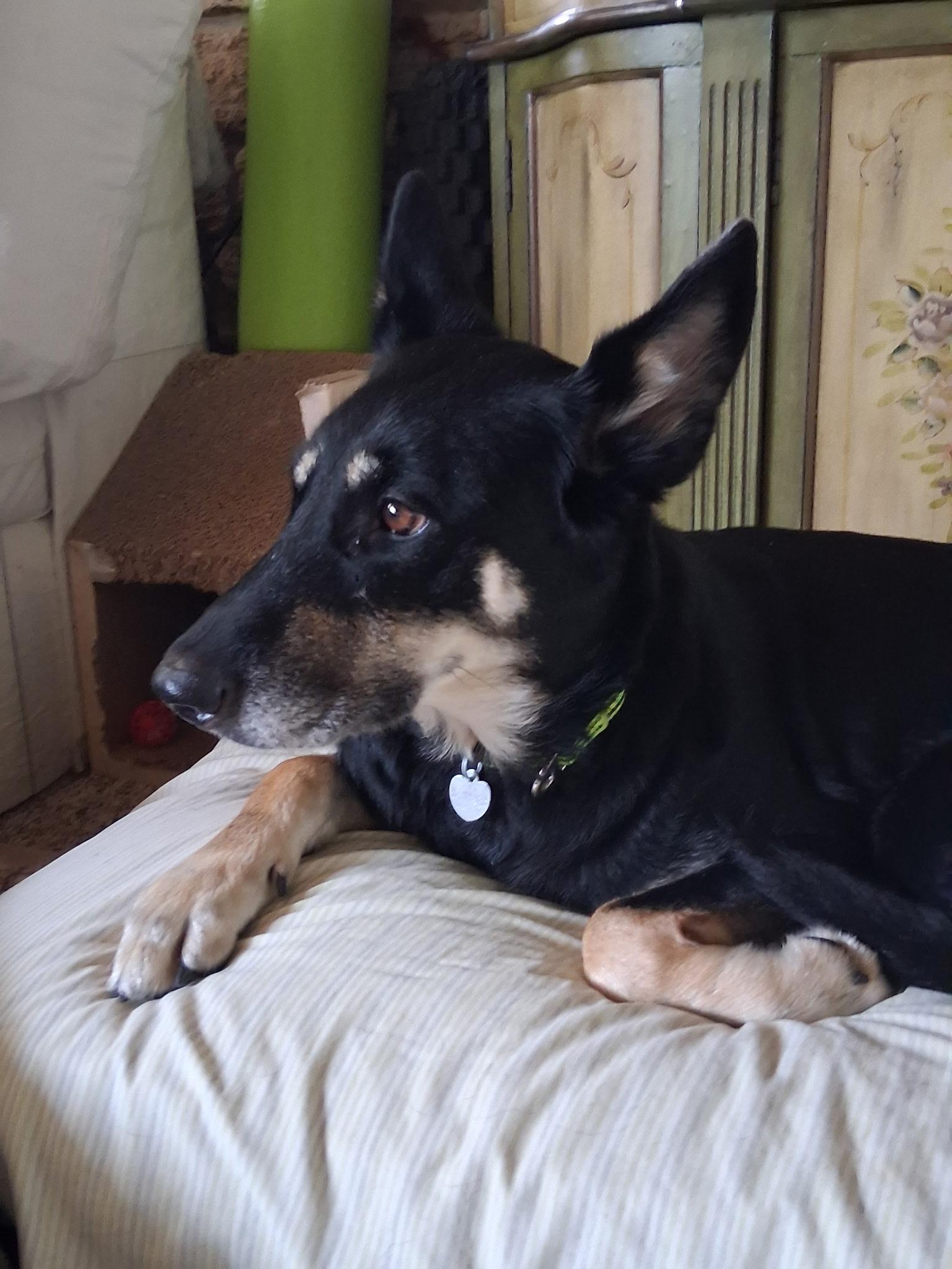 Darcy, an adoptable German Shepherd Dog in Huntley, IL image 5/6