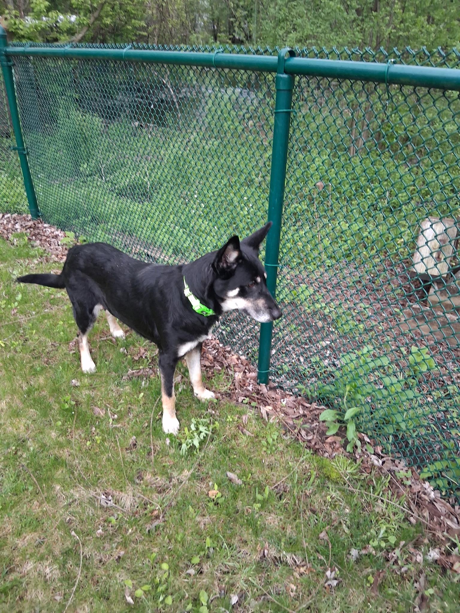Darcy, an adoptable German Shepherd Dog in Huntley, IL image 6/6
