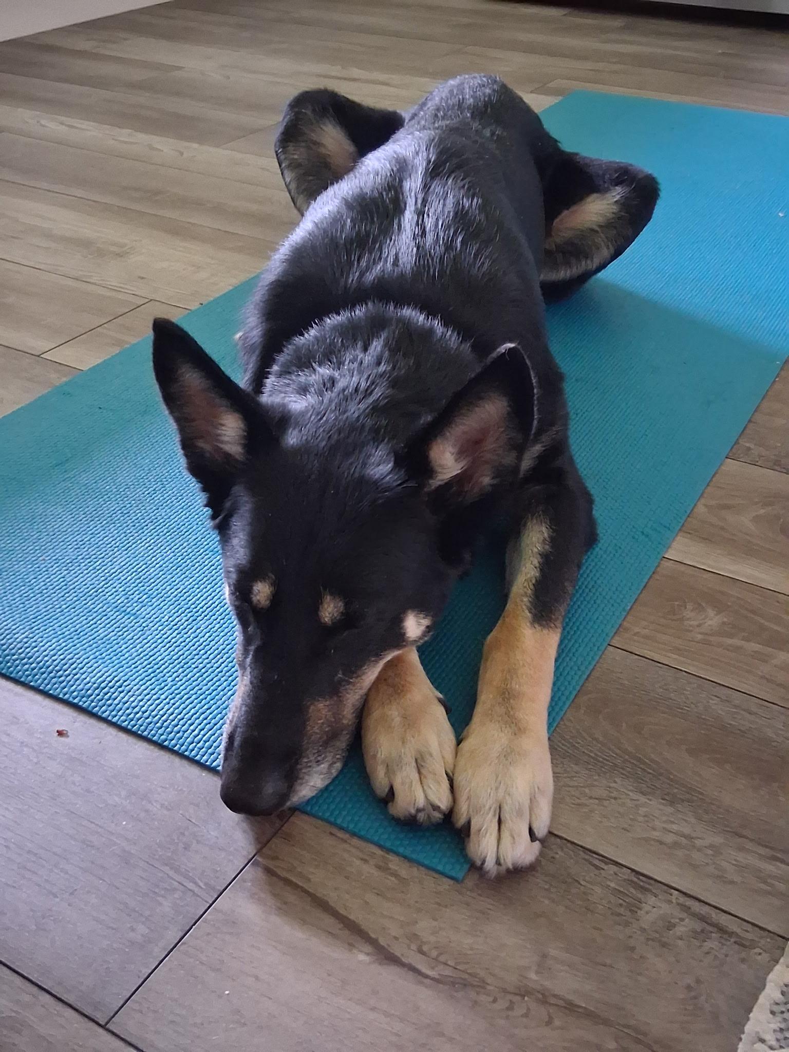Darcy, an adoptable German Shepherd Dog in Huntley, IL image 3/6