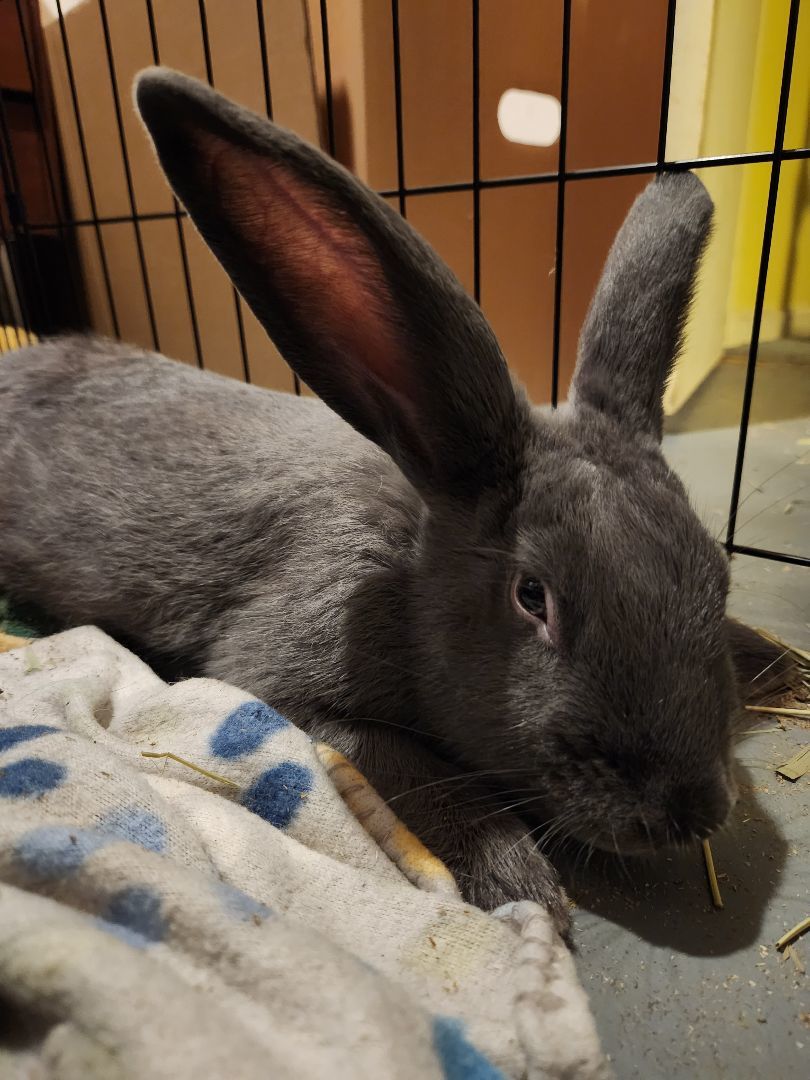 Moonbeam, Adopted, Young Male Flemish Giant.